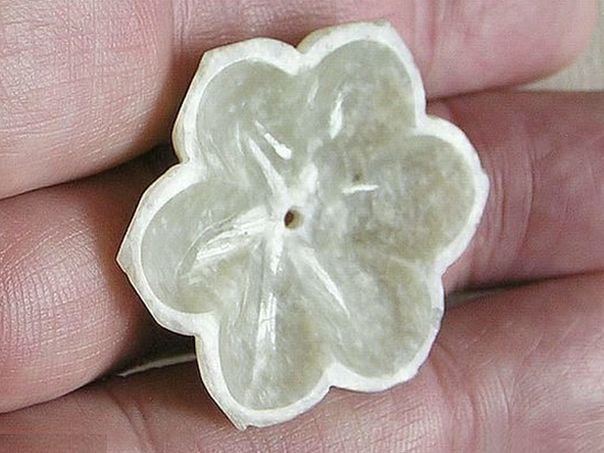 Flower 242 - (9583)